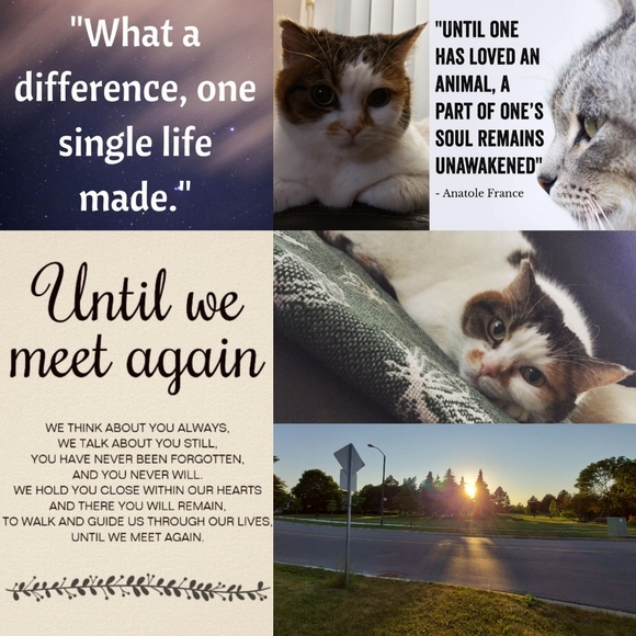 My Cats 𓃠🧡🧡𓃠 - Picture 15 of 16